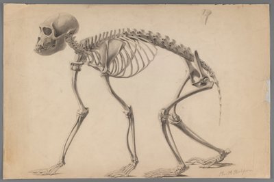 Skeleton of a Primate by Philip H. Wolfrom